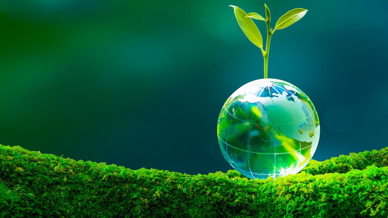 Plant growing on a glass globe on a lichen branch