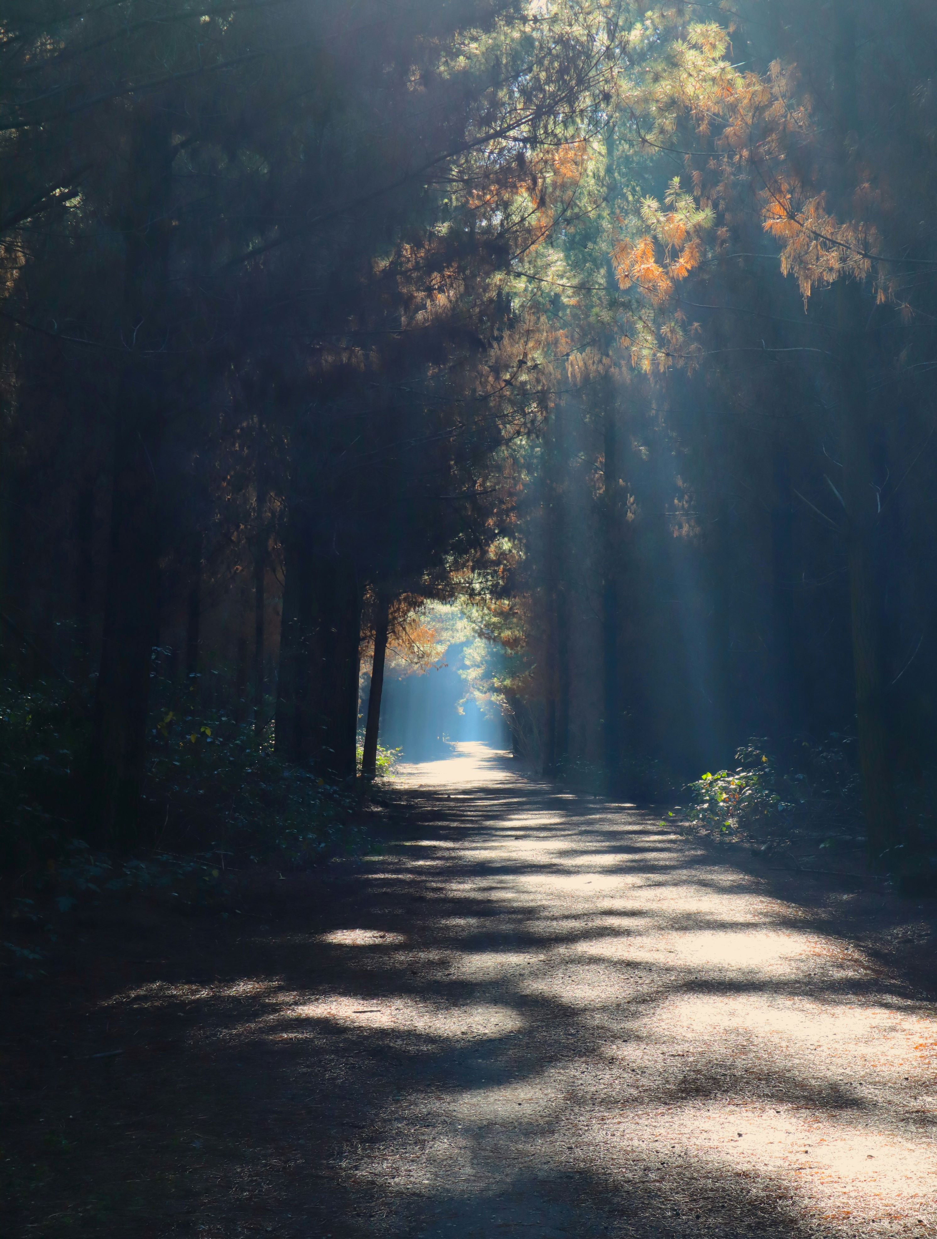 Ray of sunshine on a forest path